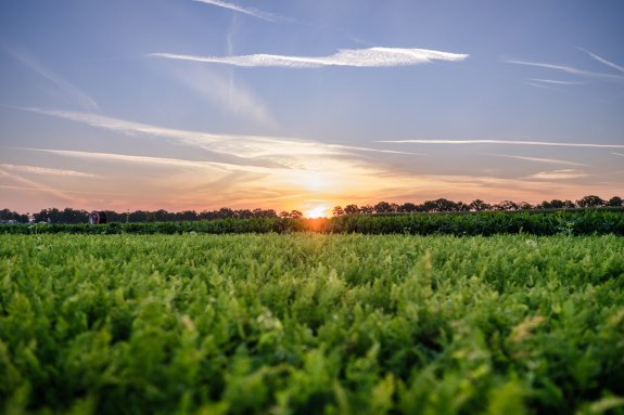Wortelveld zonsopkomst