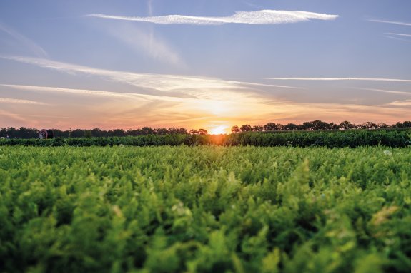 Veld zonsopkomst