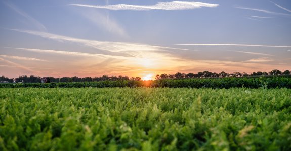 Zonsopkomst veld