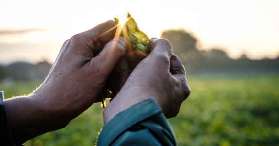 Sojaboon in hand