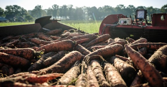 Wortels in machine