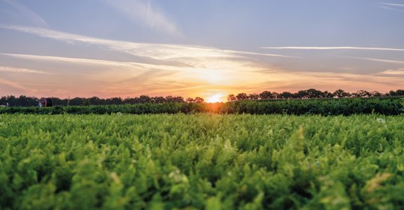 Veld zonsopkomst