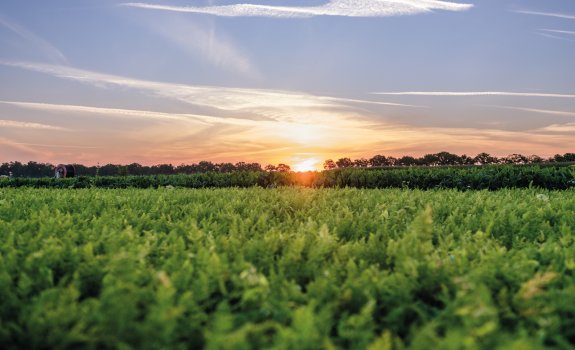 Veld zonsopkomst