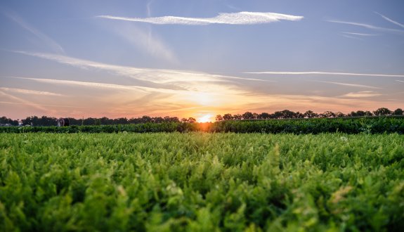 Wortelveld zonsopkomst